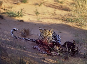 Leopard Killing a Honey Badger; Used with permission by Keith and Colleen Begg